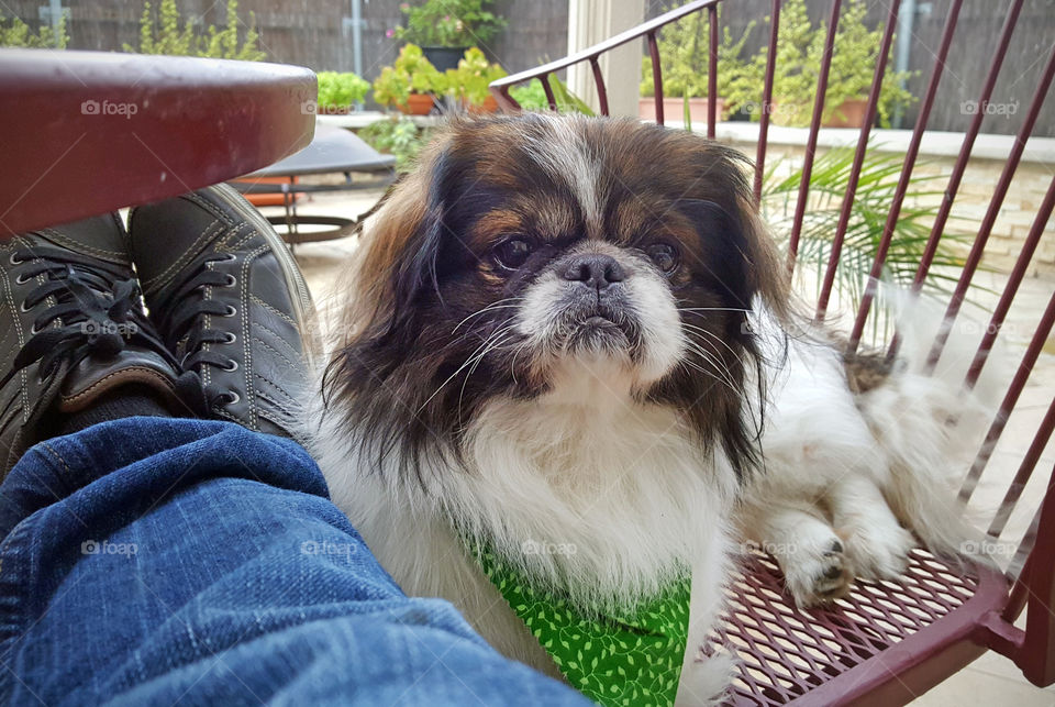 Pekingese Dog, looking up, sitting pretty