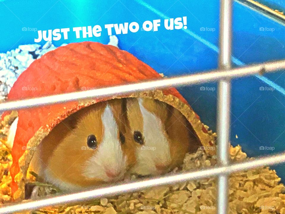 Two little guinea piggies