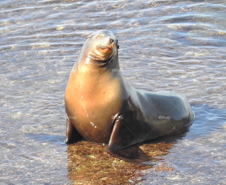 Sea Lion