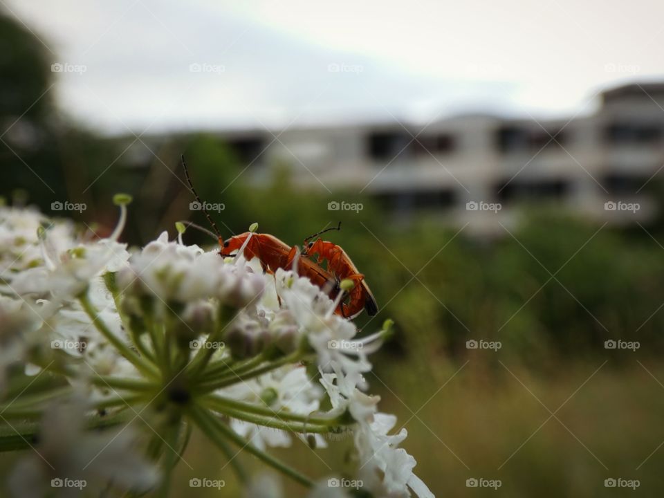 Bugs on a flower