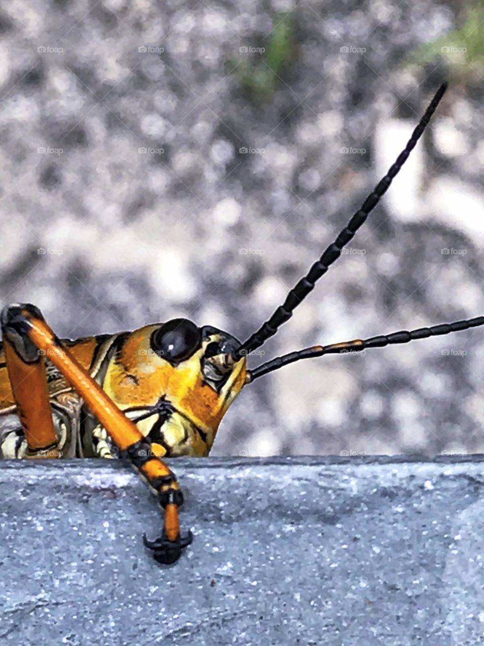 Hello there ... what’s up?  I’m a lubber grasshopper, just hanging ...