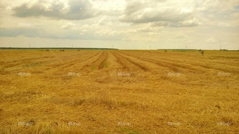 field, grain, agriculture, romania, ilfov, peris, clouds,