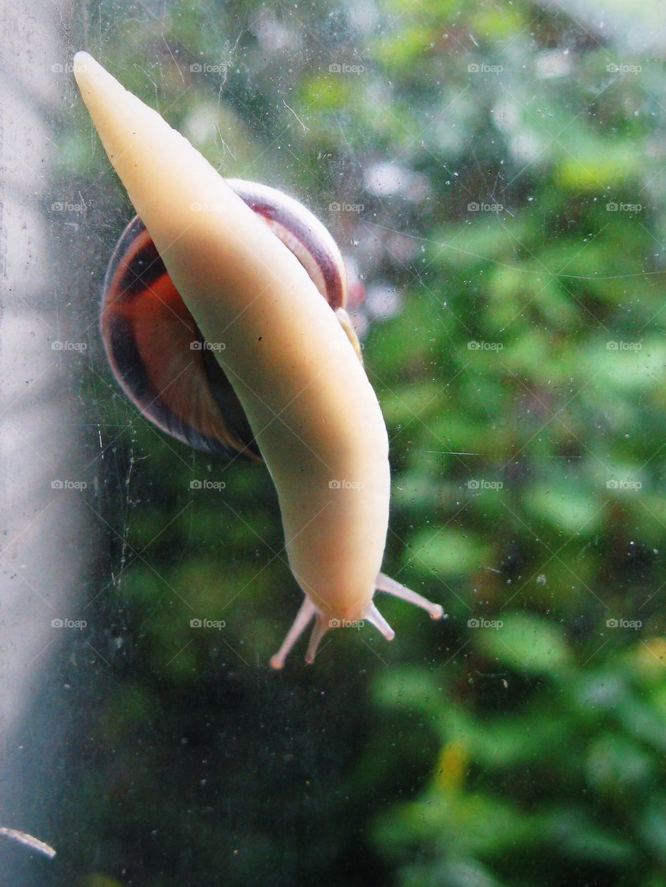 Snail (vertical)