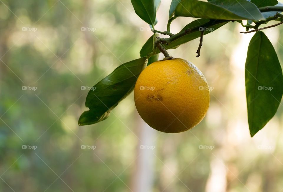 Lemon on a tree