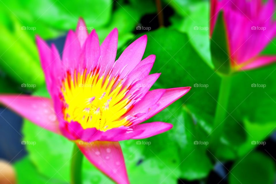 Beautiful pink lotus