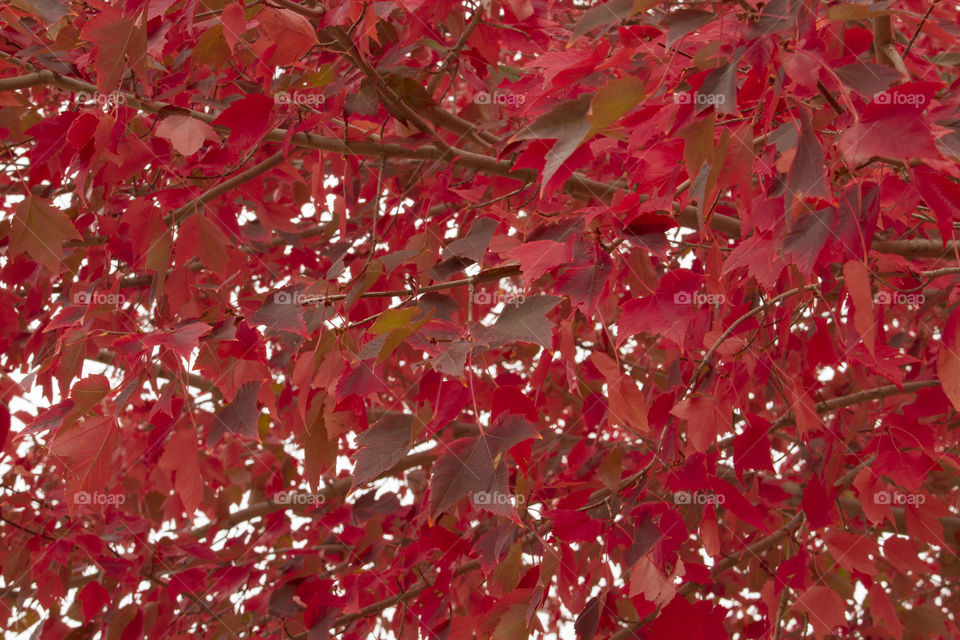 Red maple leaves