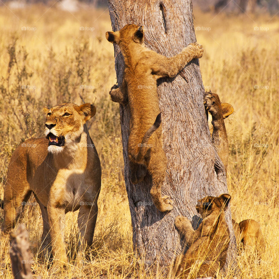 Beautiful Wildlife Pictures