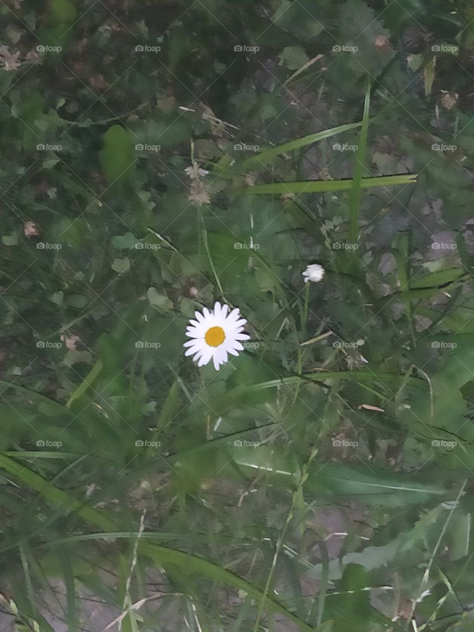 Kalanchoe is usually a disease-resistant flower, but sometimes due to improper care, it can cause adverse events, such as various diseases