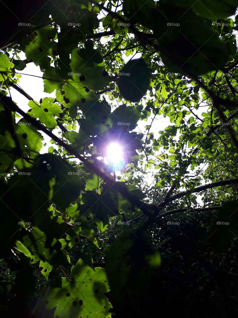 Sunrays Through Leaves