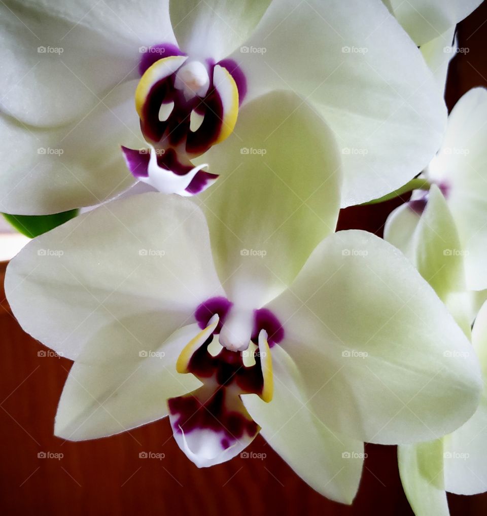 Pretty orchid flowers houseplants that Mom grew