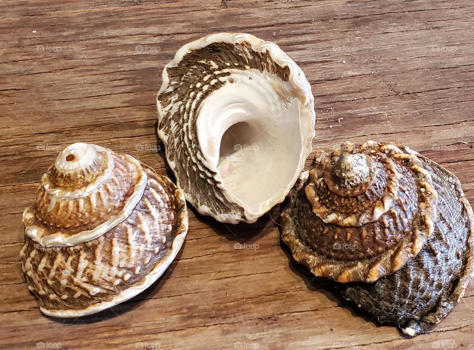 Top Snail Shells on Wood