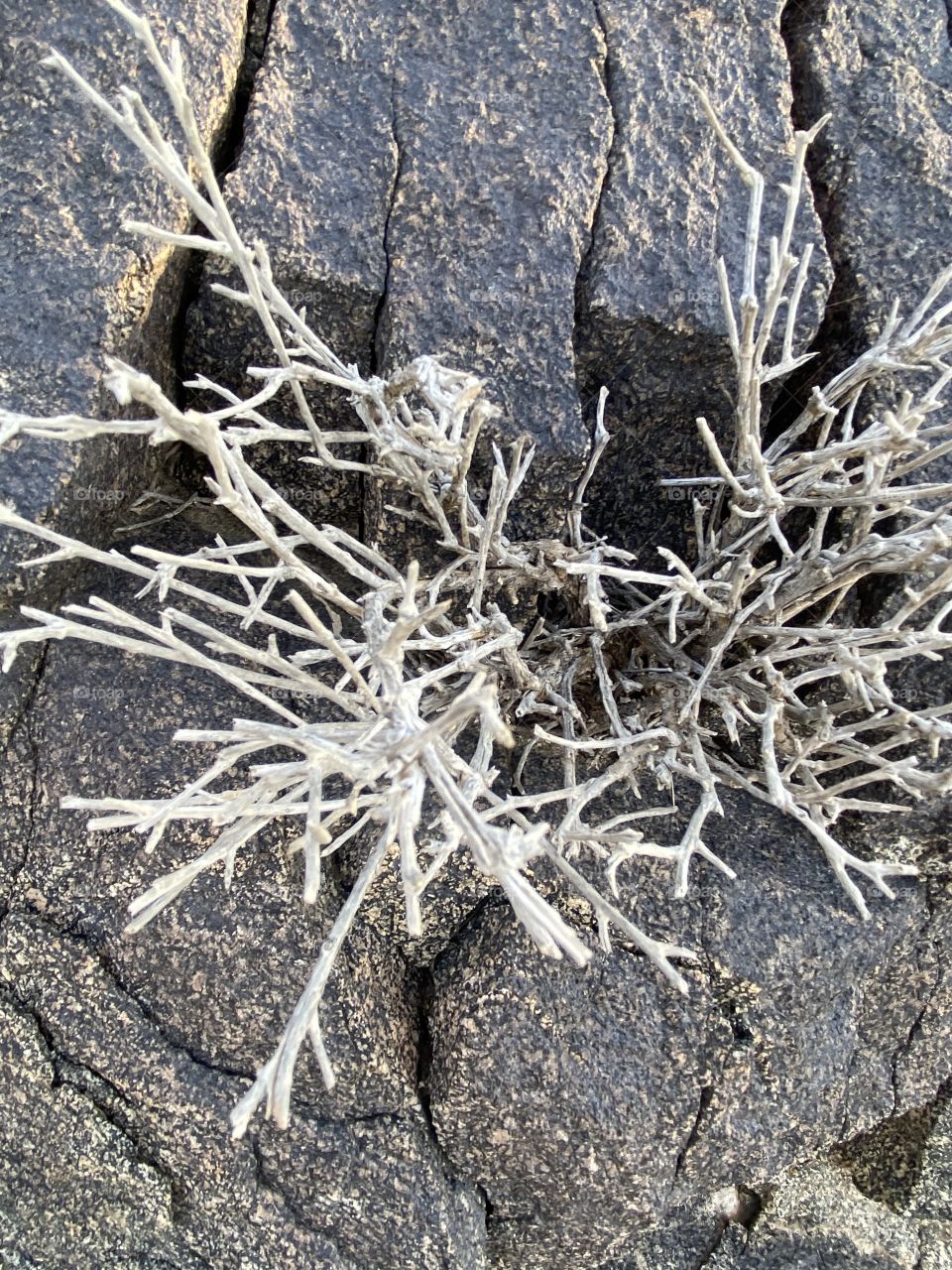 amazing trip with my family in the eid , city taif ,desert herbal 