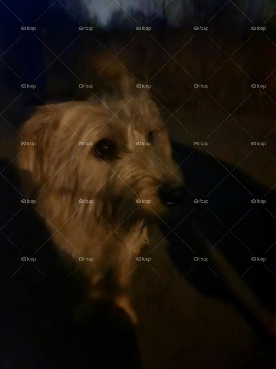 night portrait of a dog