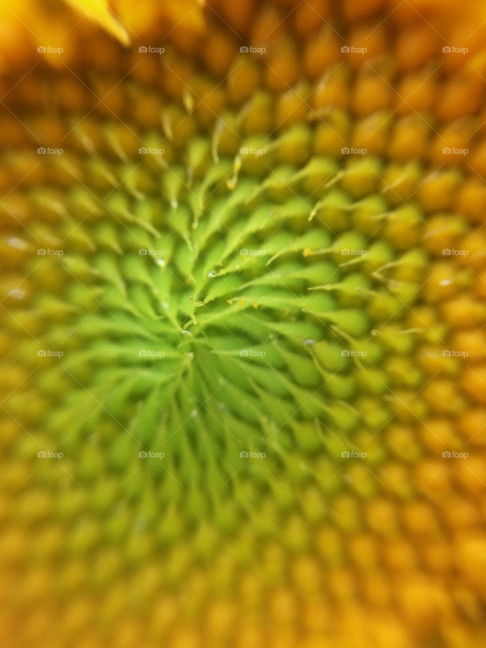 Sunflower designs. Close up of the center of a sunflower. 