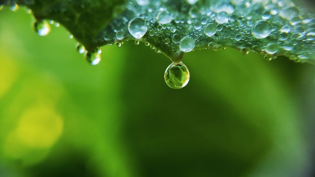 gota