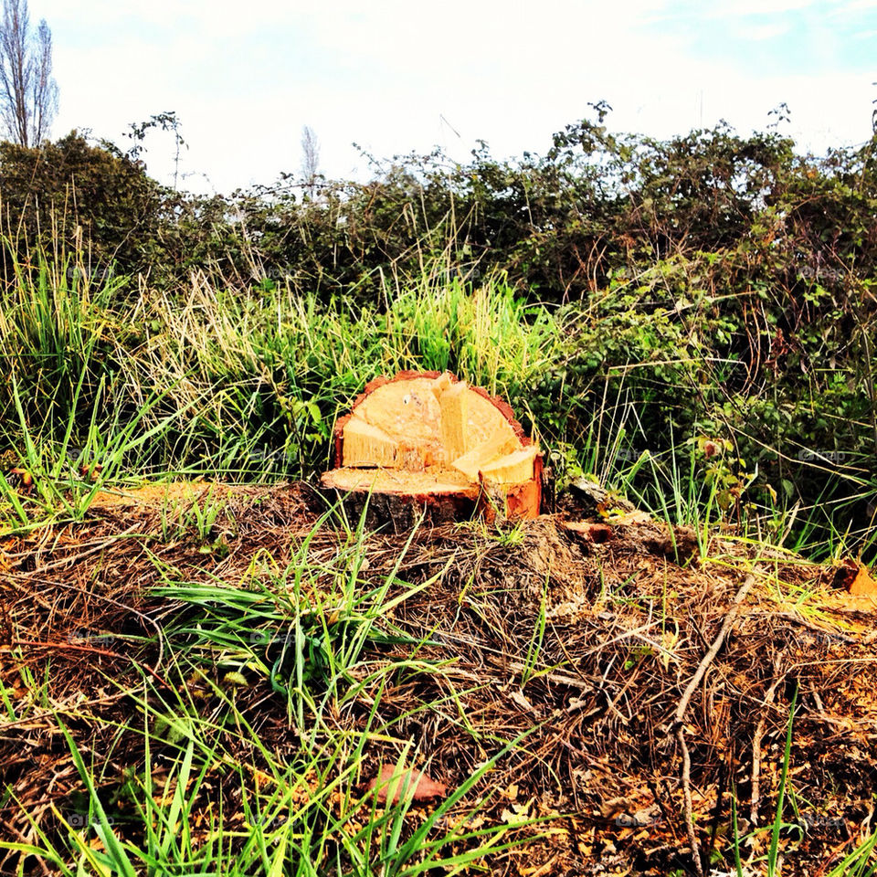 grass tree cut by pobrezuko