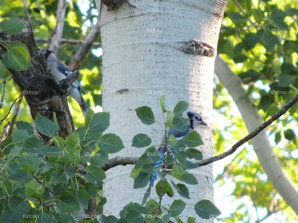 Blue Jay