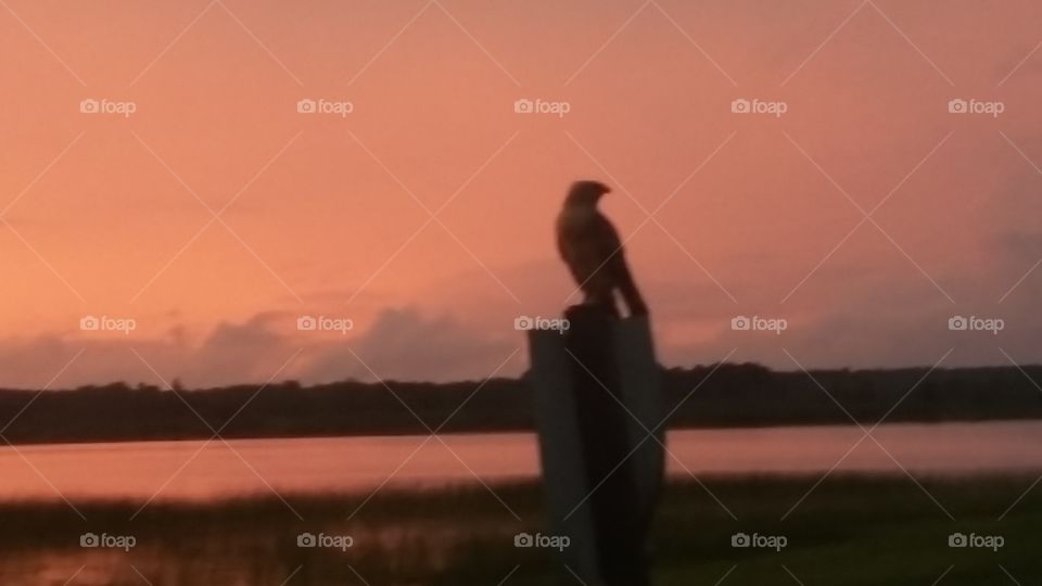 Bird, Sunset, Dawn, Water, Lake