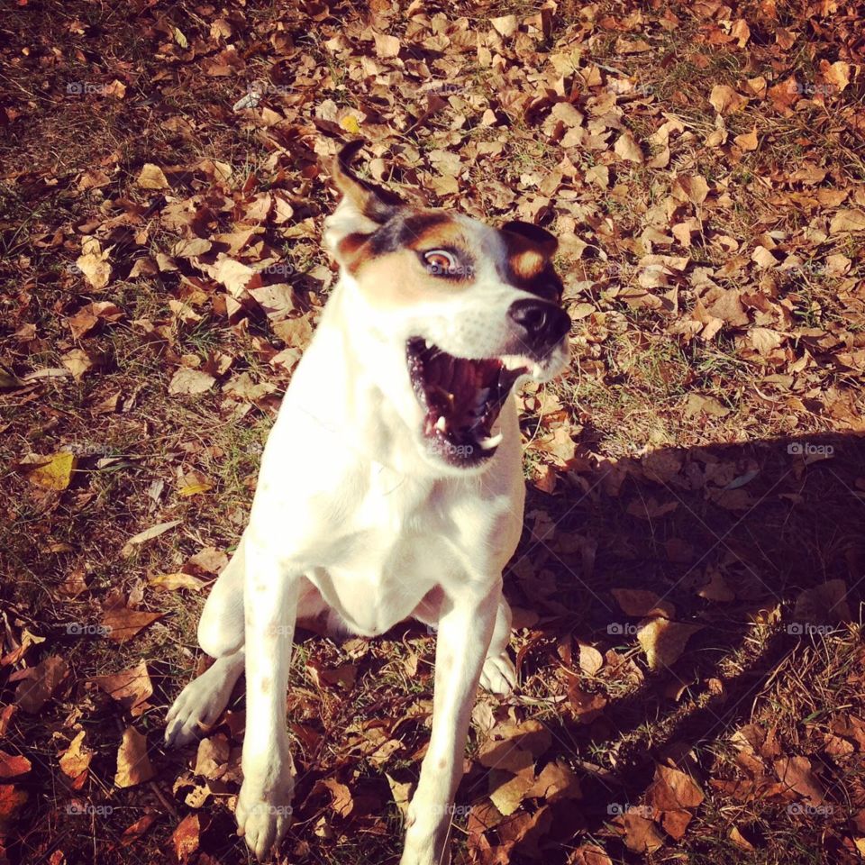 Funny dog smiling 