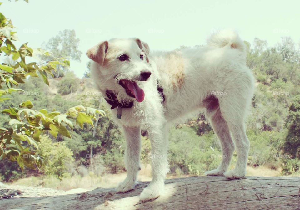 Jack Russell Mix in nature