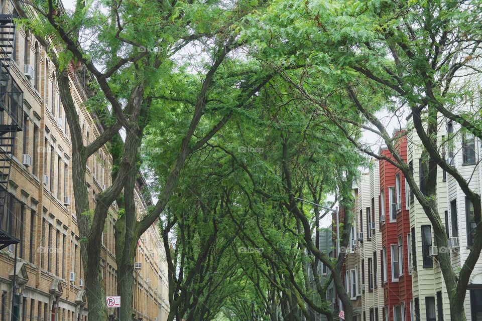 A tree lined street in Greenpoint, Brooklyn, New York City.