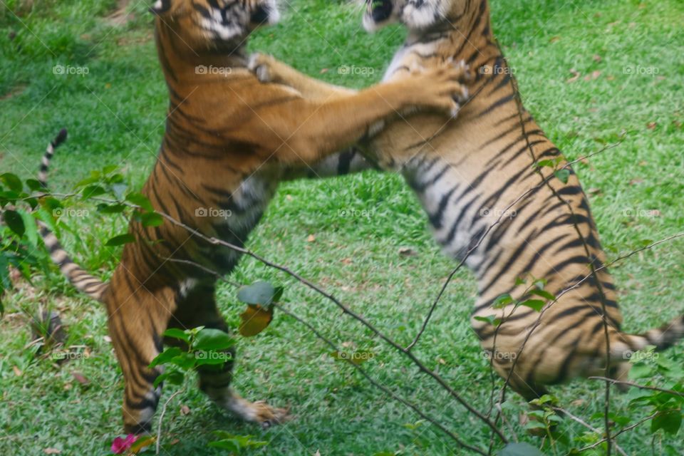 Vietnam- Tigers