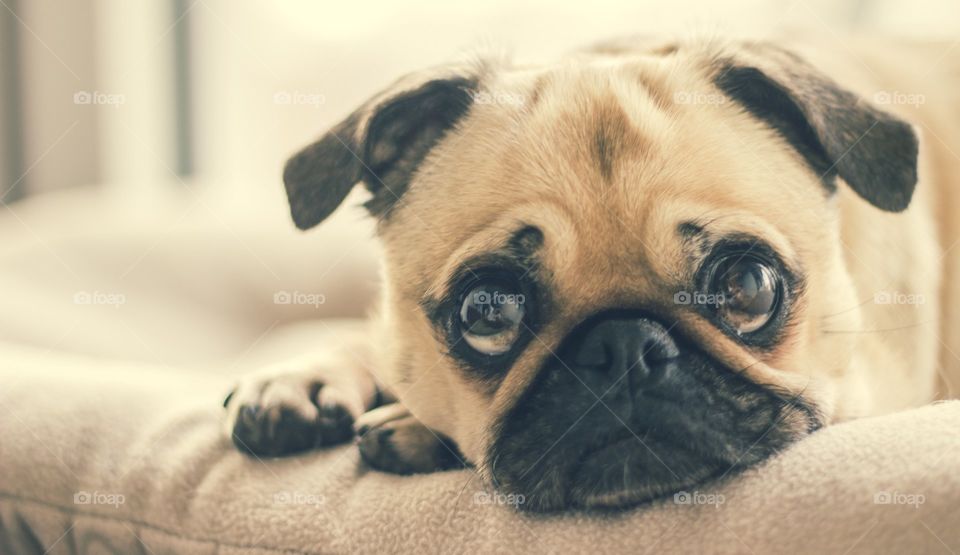 Pug dog
