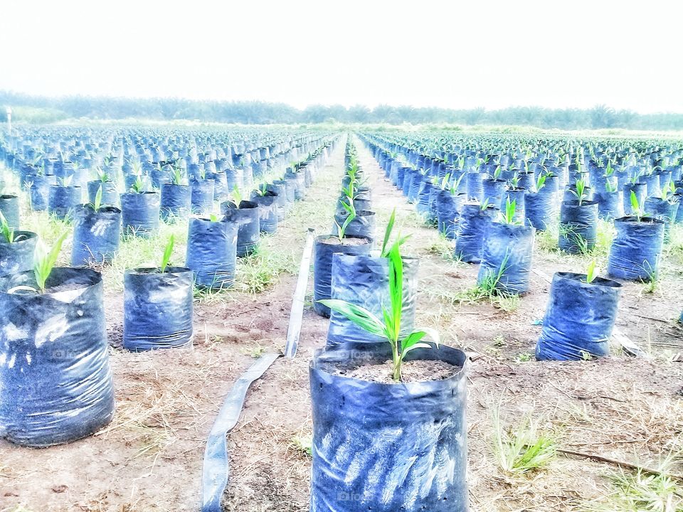 seeding of oil palm seeds.Before planting oil palm seedlings must be raised in the nursery first until about the age of twelve months.Seruyan,Central Kalimantan Indonesia on December 7,2019