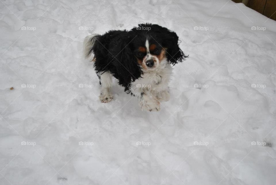Dog jumping in the snow