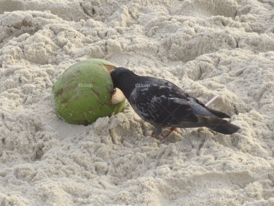 beach pigeon copacabana coco b