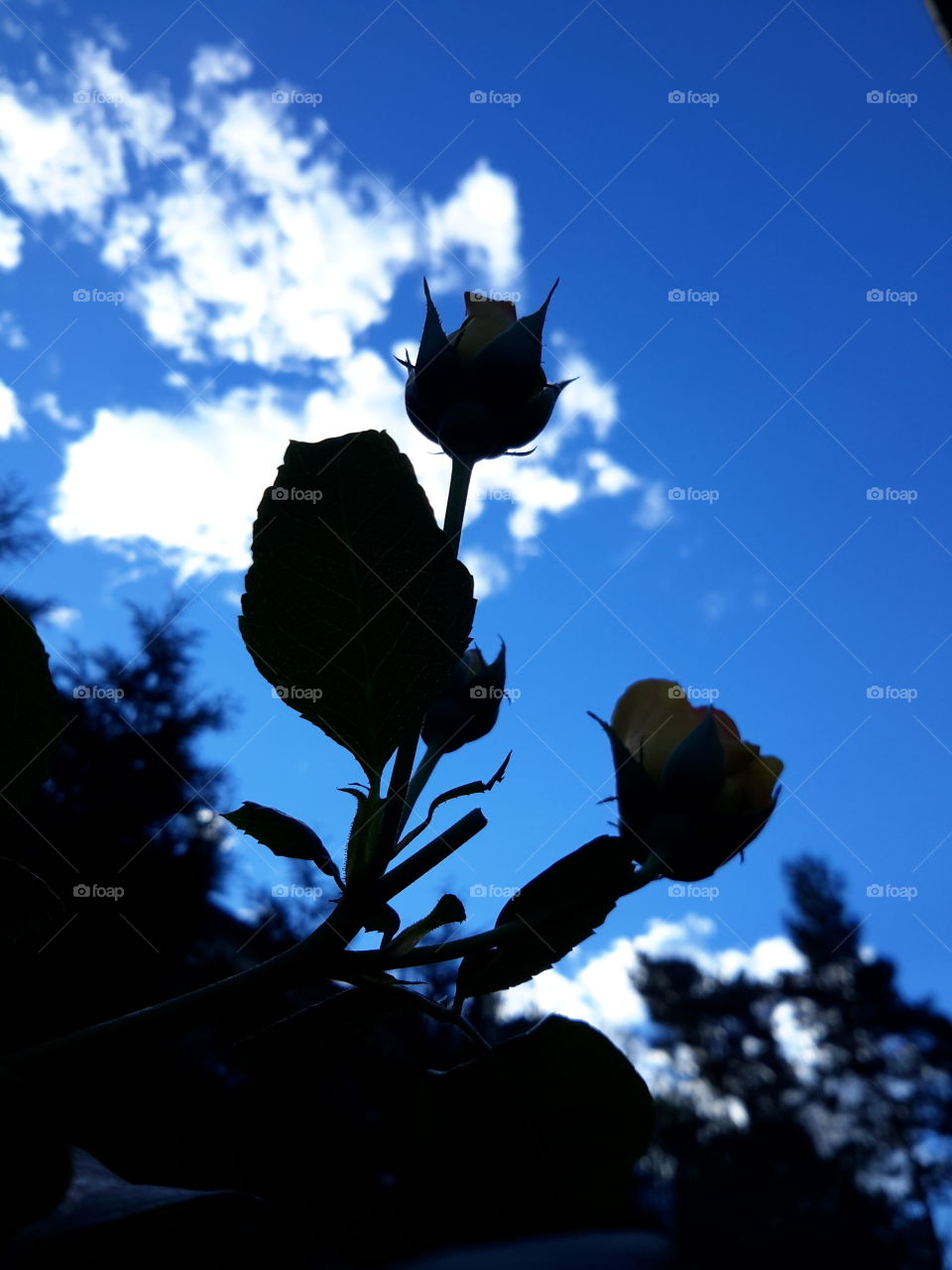 Roses on the blue sky
