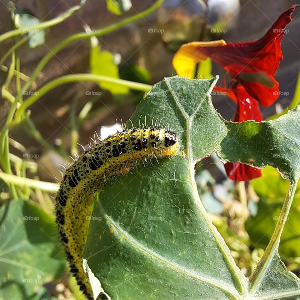 closeup of catterpillar on plant