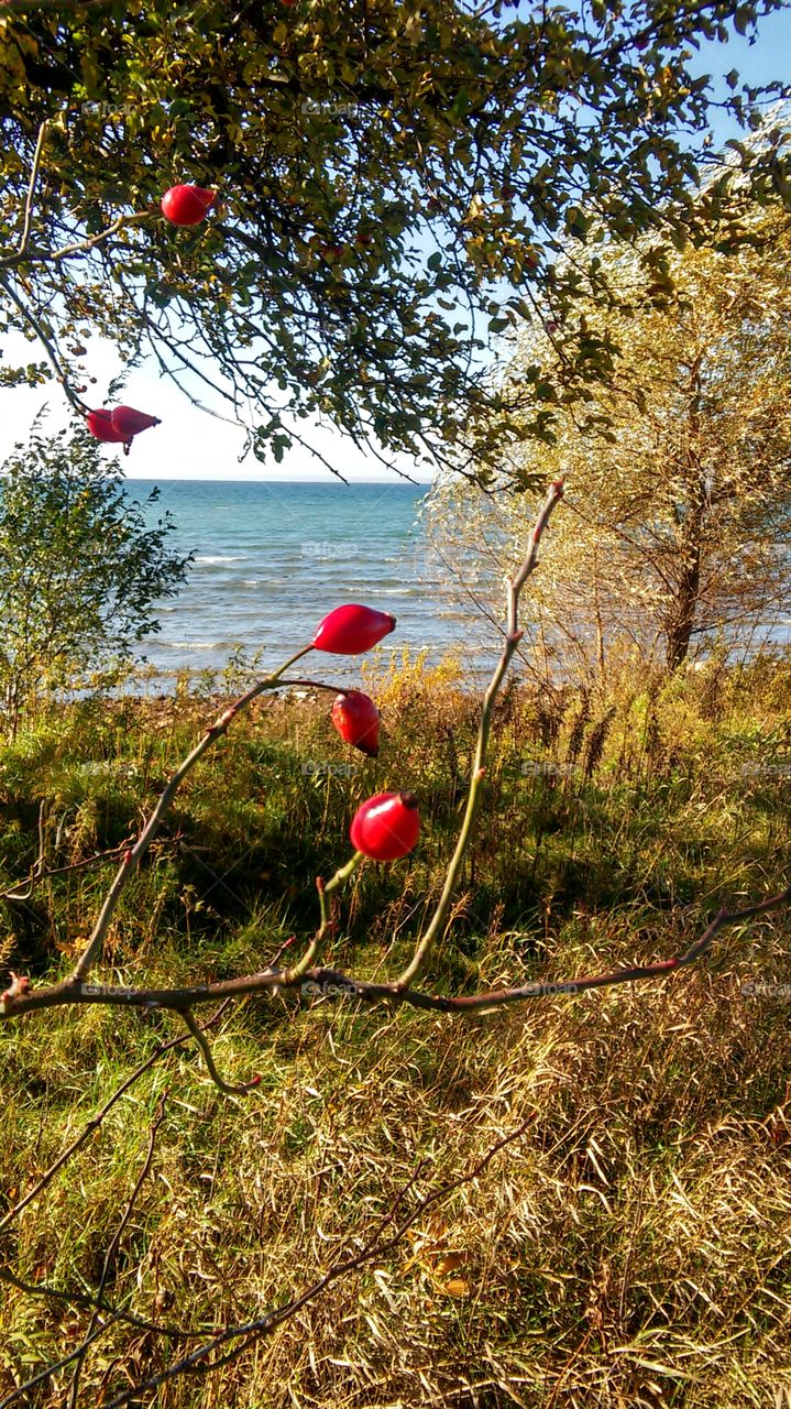 Nature, Tree, No Person, Leaf, Fall