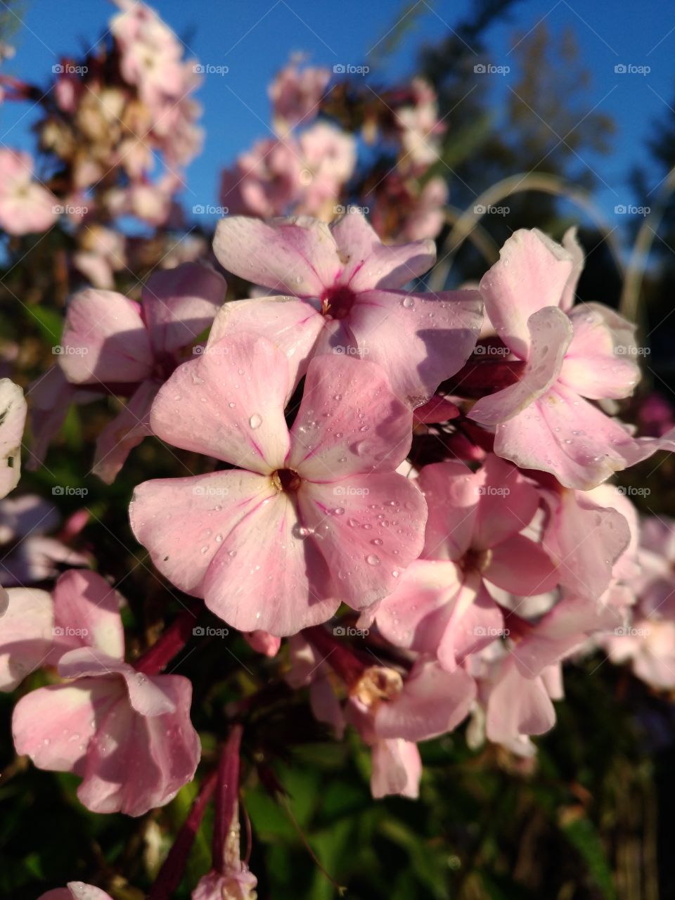 Pink flowers in the garden.