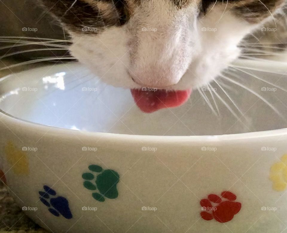 A cat’s little pink tongue pokes out as she eats from her bowl