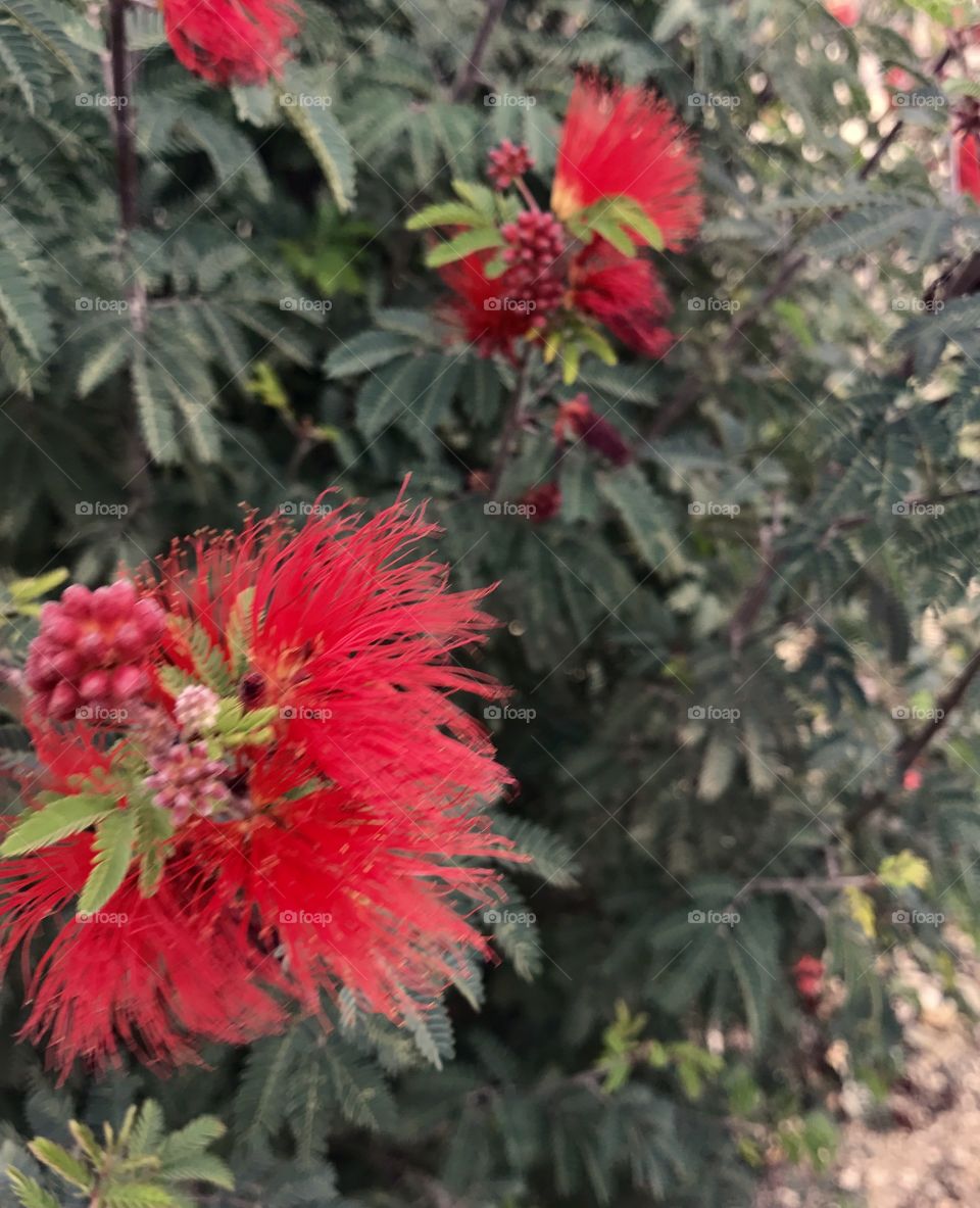 Red Bottle-Brush Flower