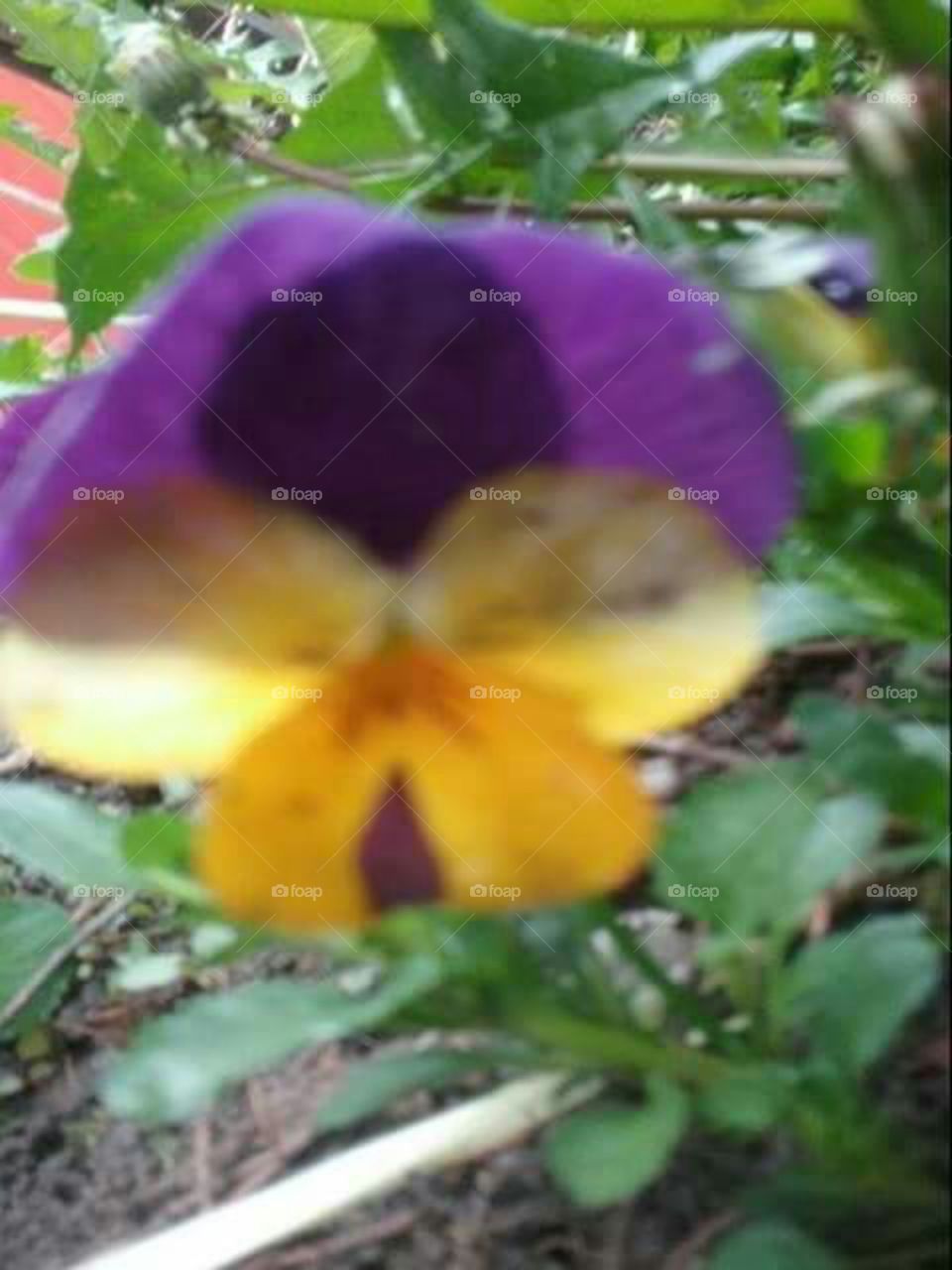 flower selfie