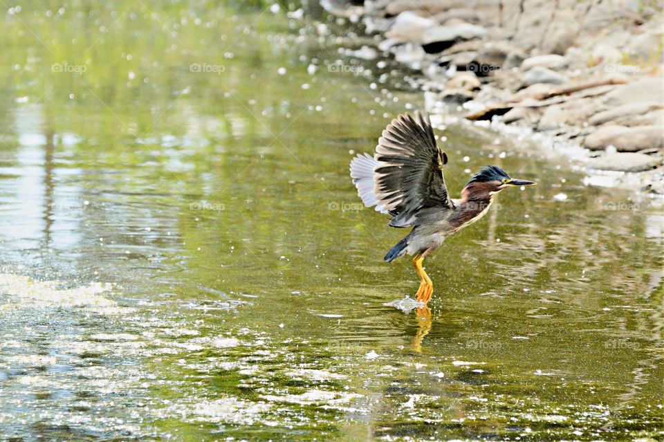 blue heron fishing in a duck pond.