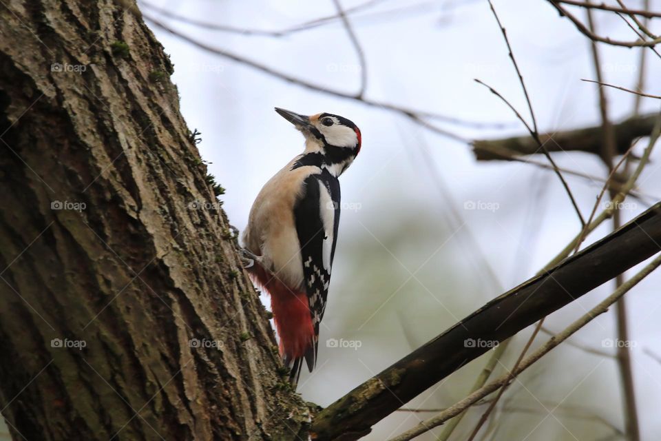 A typical German winter is depicted in this image, with sub-zero temperatures and no snow. The focus is on a woodpecker clinging to a tree. The scene conveys the cold and tranquility of the season.