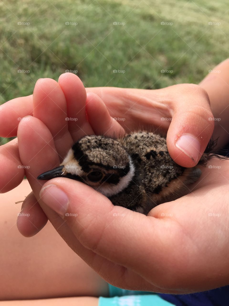 We observed the parents and nest for weeks until these little guys hatched and started running around the grass. 