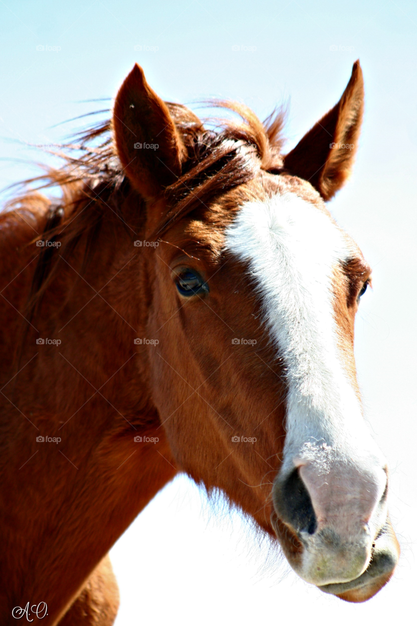 Wild Pinto