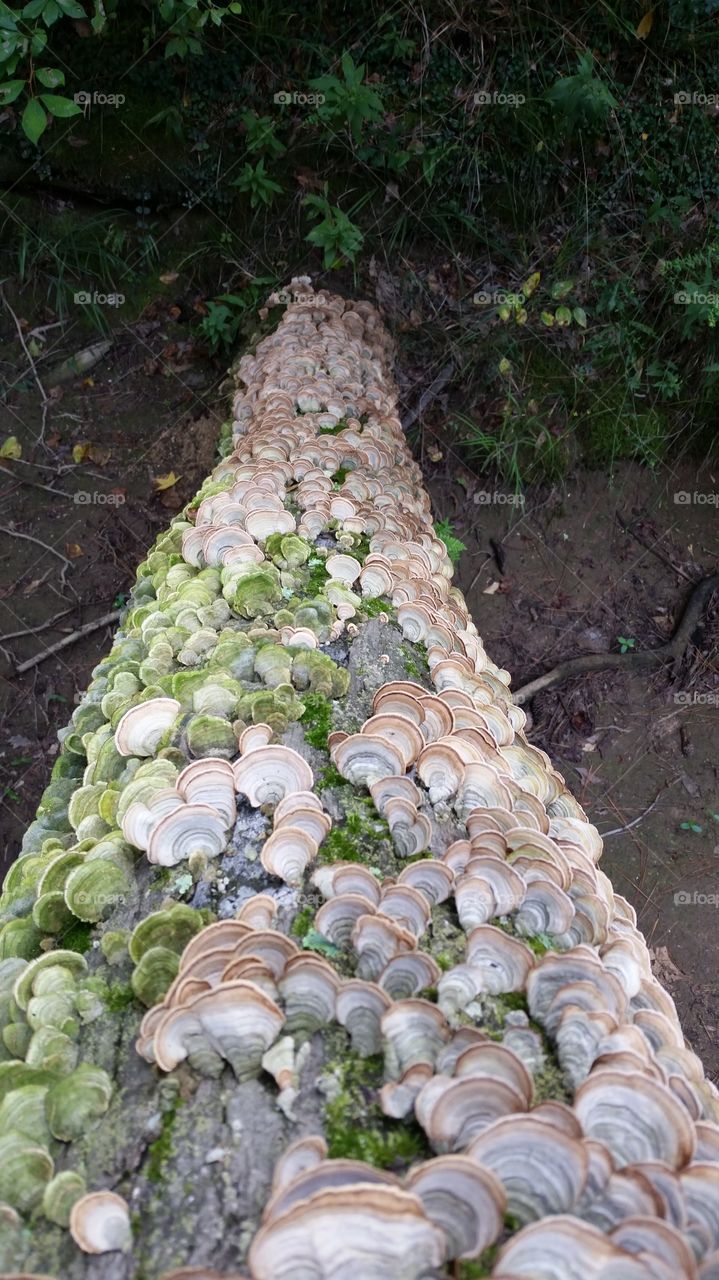 fungus covered pine. Taken in Genoa Arkansas 