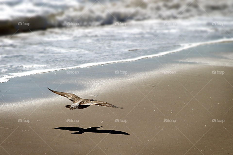beach ocean shadow water by hlehnerer
