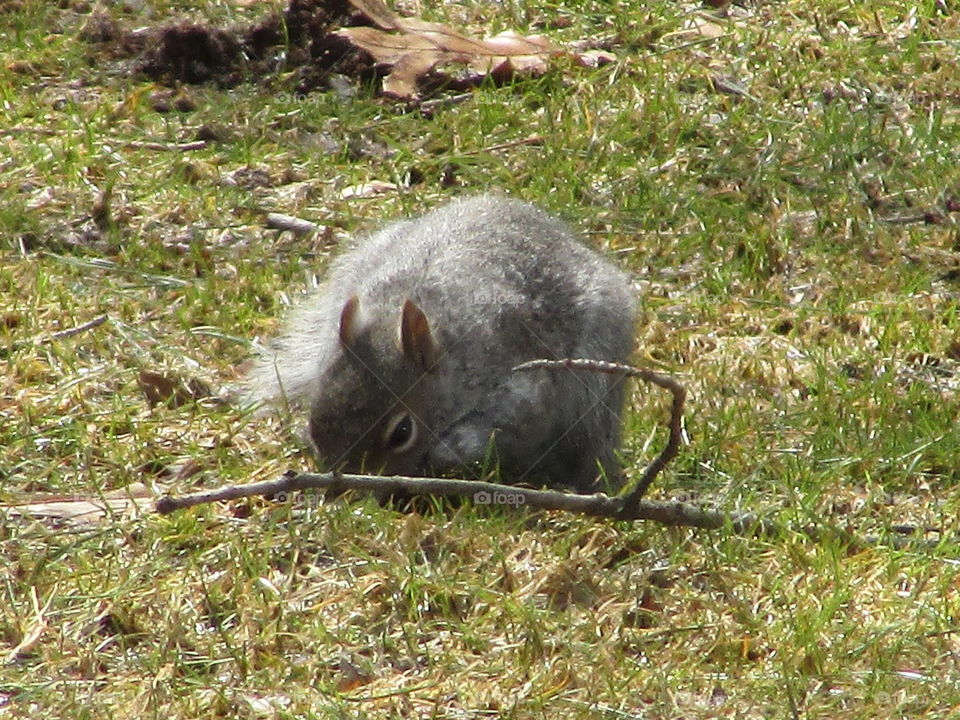Squirrel digging through the ground
