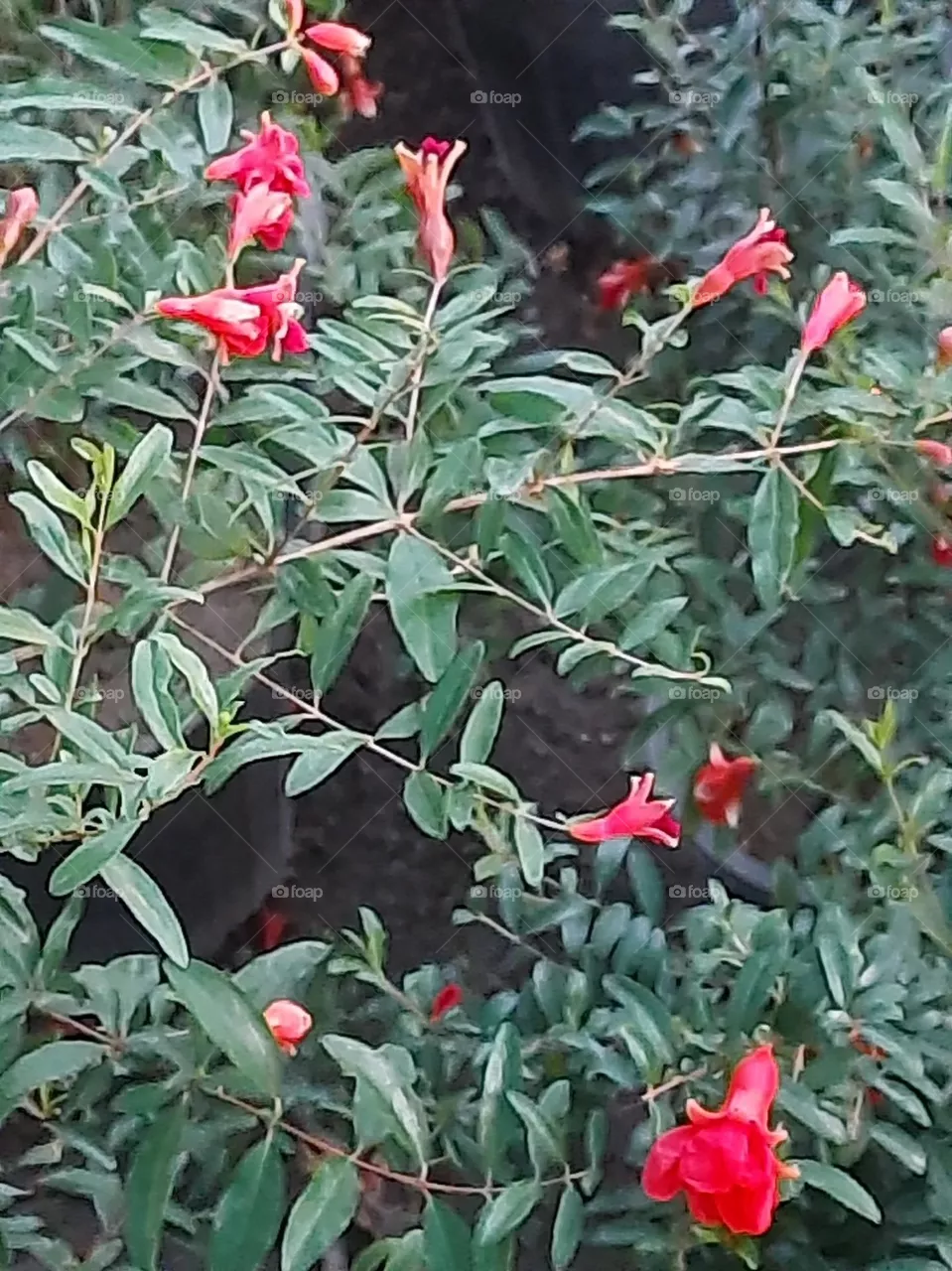 fruit