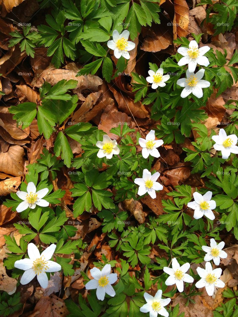 spring white leafs anemones by lemonique