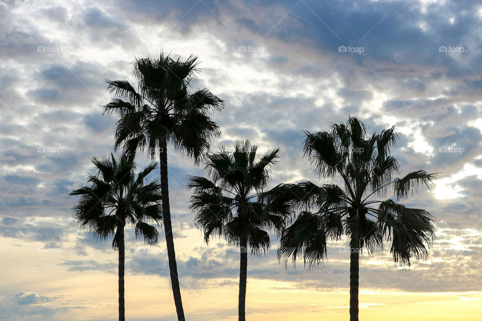 Palm Trees and clouds