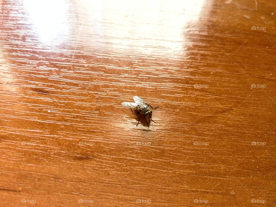 fly on the table