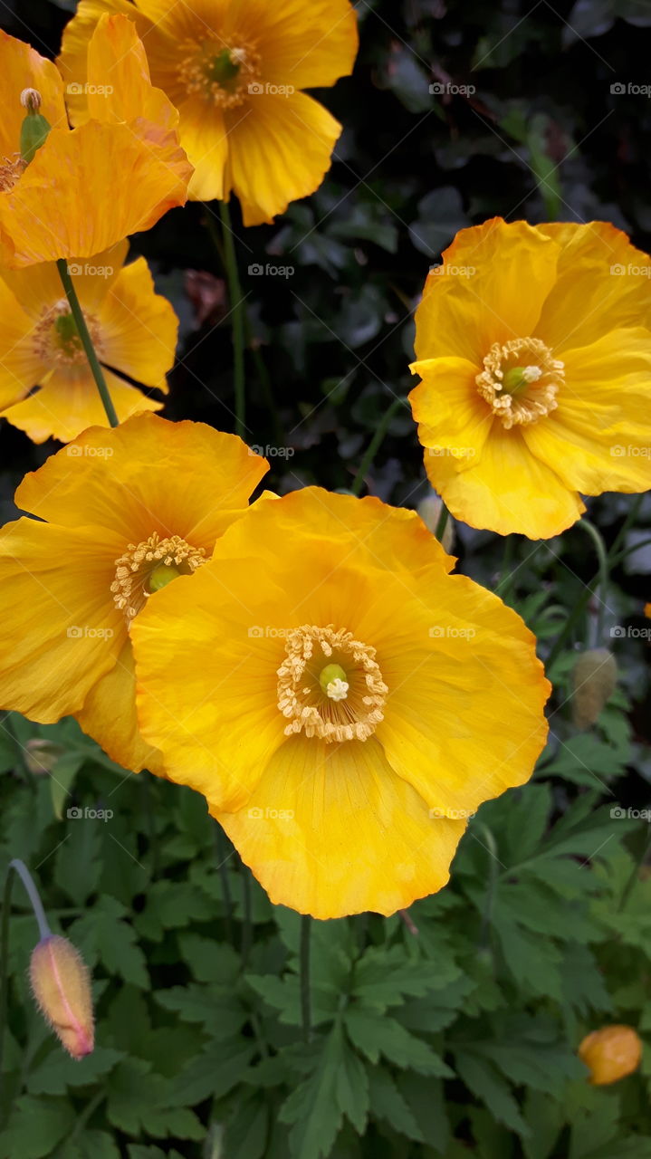 yellow poppies in Bray co Wicklow