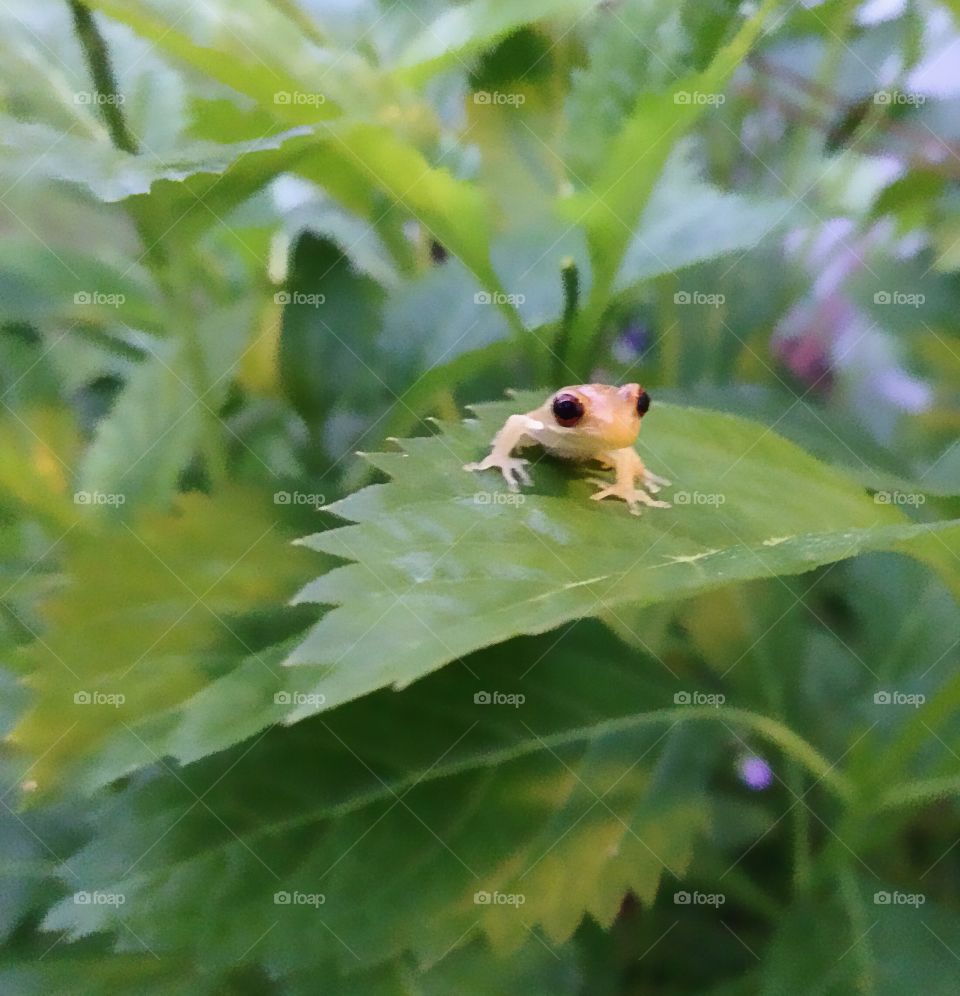 Tree frog